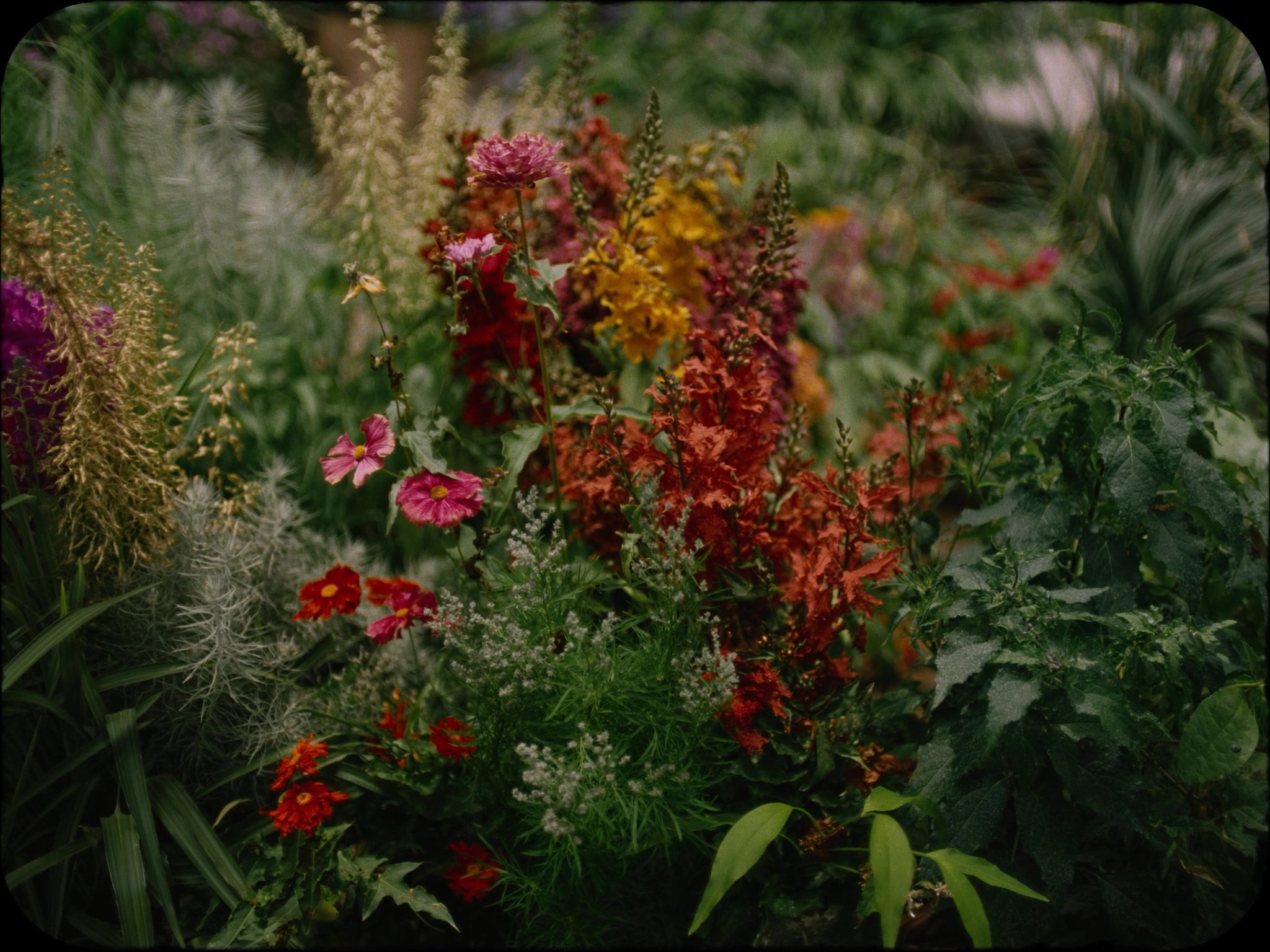 Vibrant flower bed with native South Texas plants
