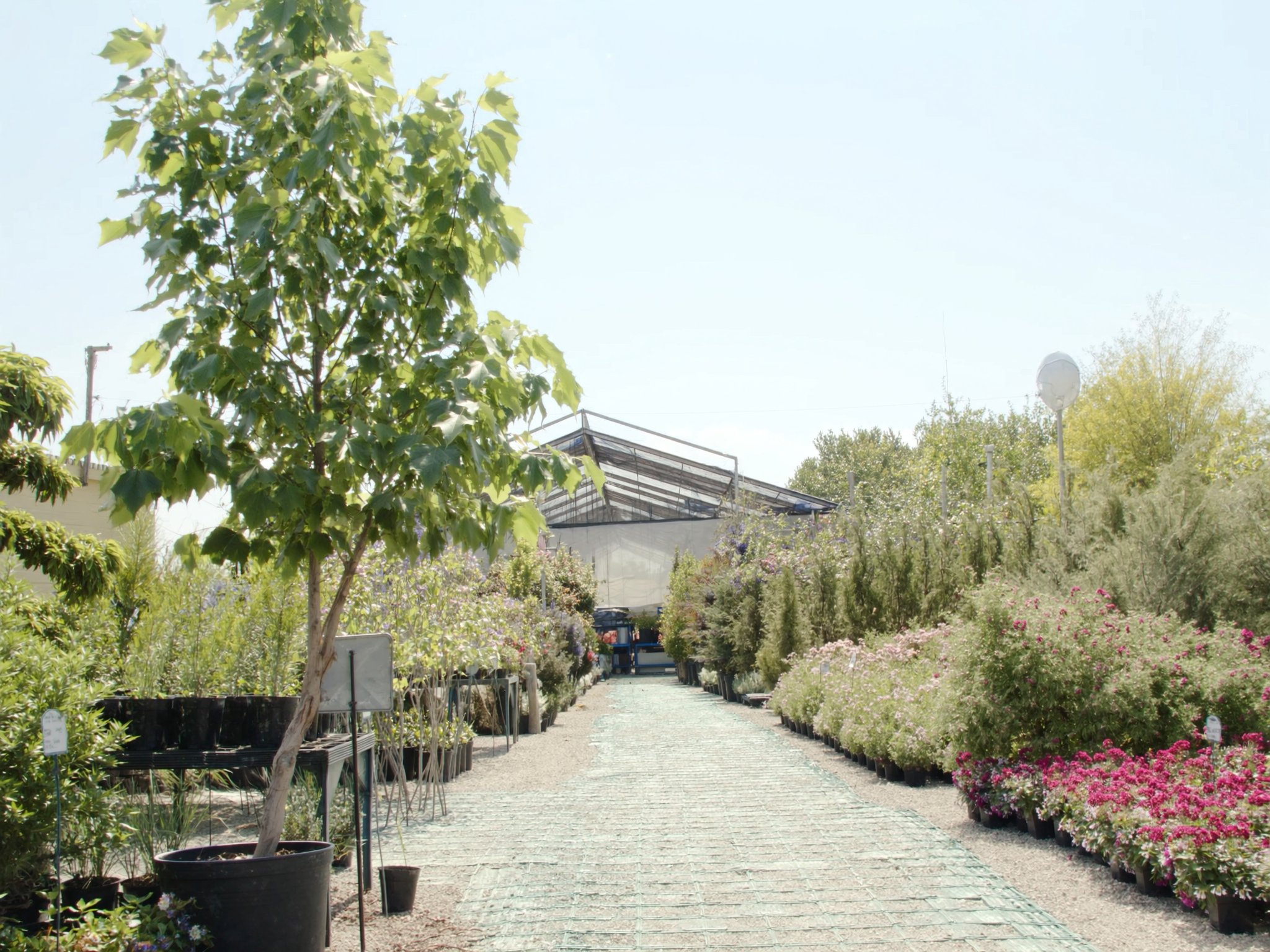 Nursery — Trees, Plants & More