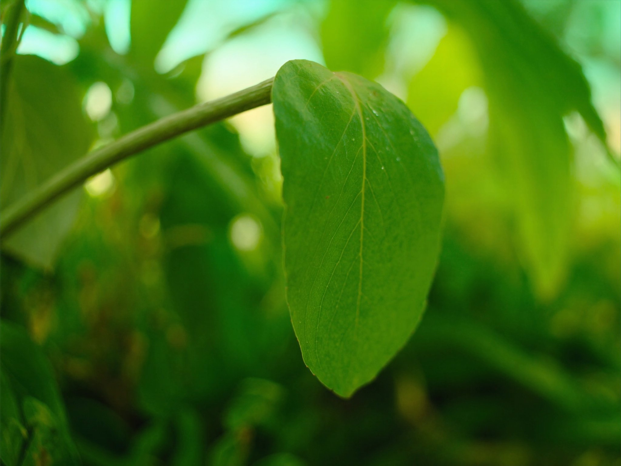 Plant Health & Fertilization